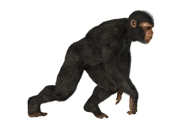 Šimpanz opice na bílém pozadí — Stock fotografie