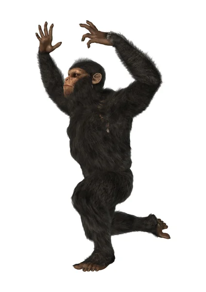 Singe chimpanzé sur blanc — Photo