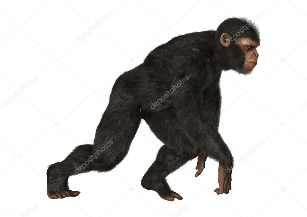 macaco chimpanzé macaco 17366167 Foto de stock no Vecteezy