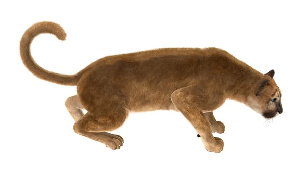 Puma Big Cat — Zdjęcie stockowe