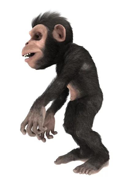 Маленькая обезьяна шимпанзе на белом — стоковое фото
