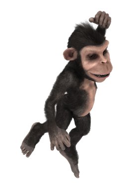 Beyaz küçük şempanze maymun