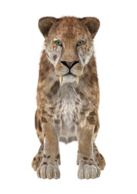 Big Cat Sabertooth clipart