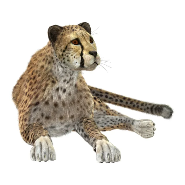 Big Cat Cheetah — Stock Photo, Image