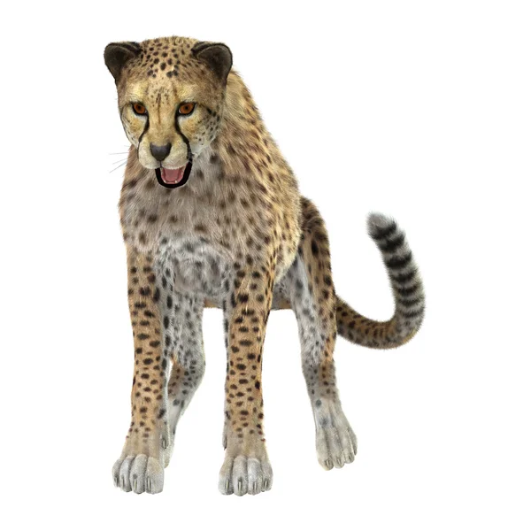 Gepard kot — Zdjęcie stockowe