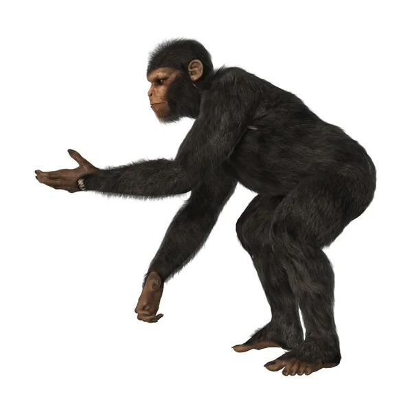 Schimpans apa på vit — Stockfoto