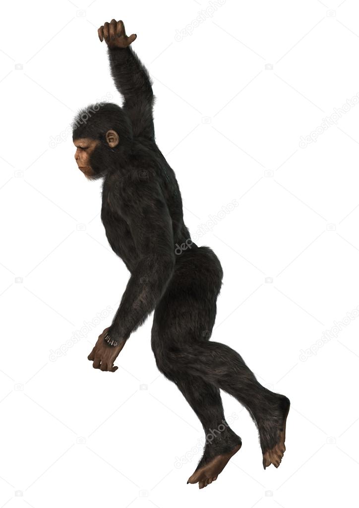 Macaco Chimpanzé Armado Olhando Para Cima Imagem de Stock - Imagem de  olhar, macaco: 266945645