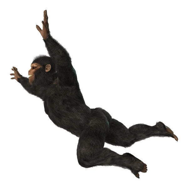 Macaco Chimpanzé em Branco — Fotografia de Stock