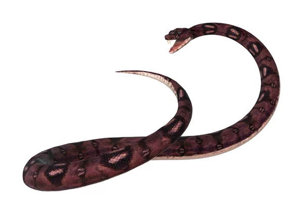 Anaconda Snake op wit — Stockfoto