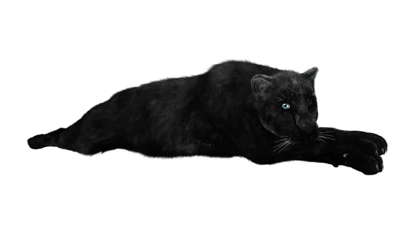 Grote kat Black Panther — Stockfoto