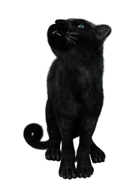 Büyük kedi Kara Panter