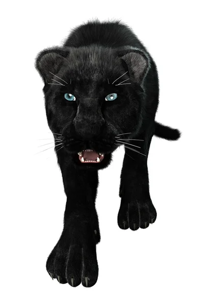 Grand chat panthère noire — Photo