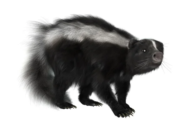 Striped Skunk on White — Stock Photo, Image