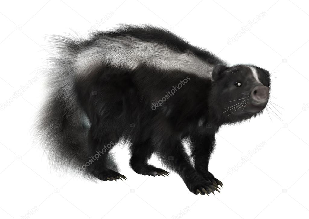 Striped Skunk on White