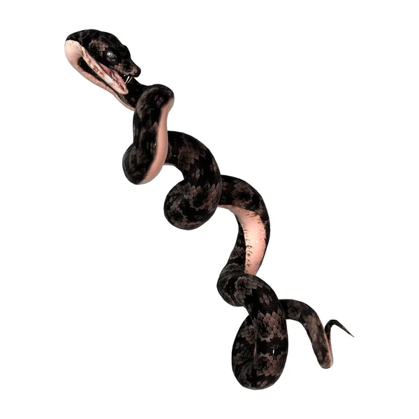 Cottonmouth φίδι σε λευκό — Φωτογραφία Αρχείου