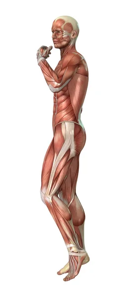 Мужской фигурный мускул — стоковое фото