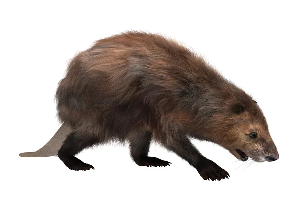 North American Beaver — Stock Photo, Image