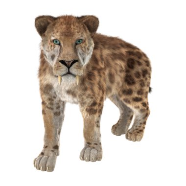 Big Cat Sabertooth clipart