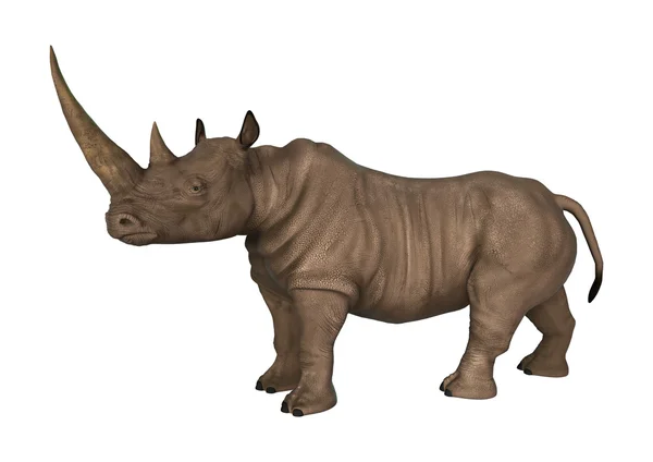 Rinoceronte selvagem em branco — Fotografia de Stock
