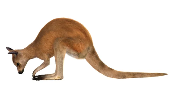 Red Kangaroo on White — Stock Photo, Image