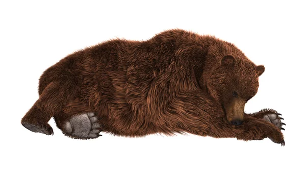 Medvěd grizzly na bílém pozadí — Stock fotografie