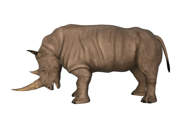 Дикий носорог на белом — стоковое фото