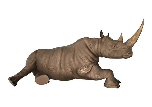 Дикий носорог на белом — стоковое фото