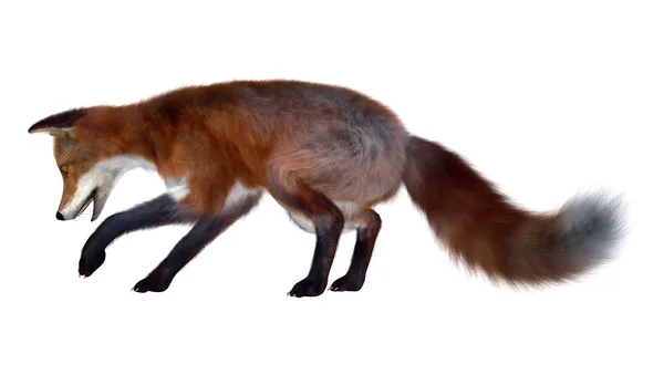 Red Fox på vit — Stockfoto