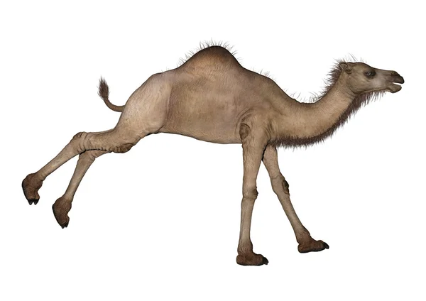 Dromedary of Arabische Camel — Stockfoto