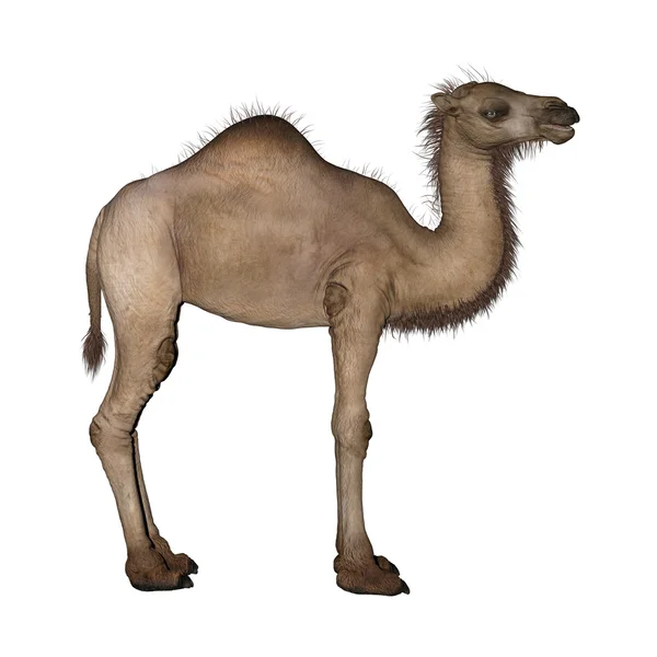 Velbloud jednohrbý nebo Arabian Camel — Stock fotografie