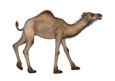 Dromedary veya Arap deve
