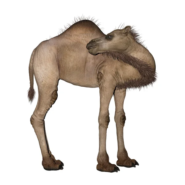 Дромедарский или арабский верблюд — стоковое фото