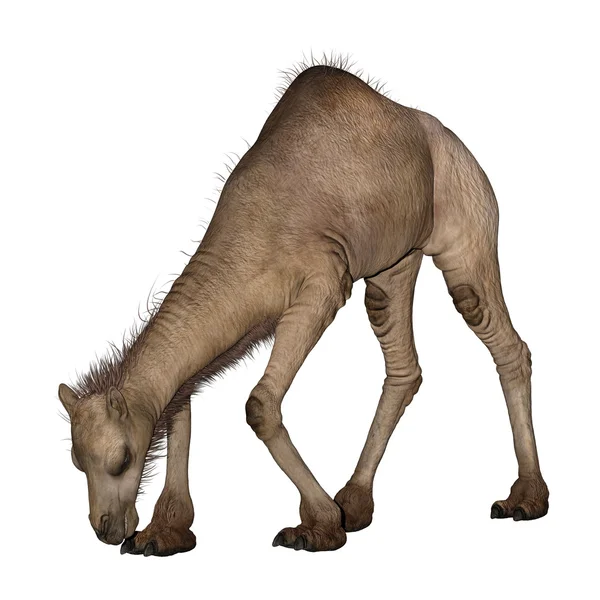 Дромедарский или арабский верблюд — стоковое фото
