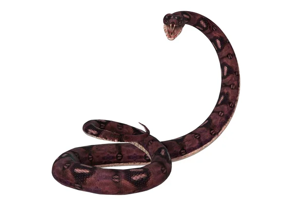 화이트에 아나콘다 뱀 — 스톡 사진