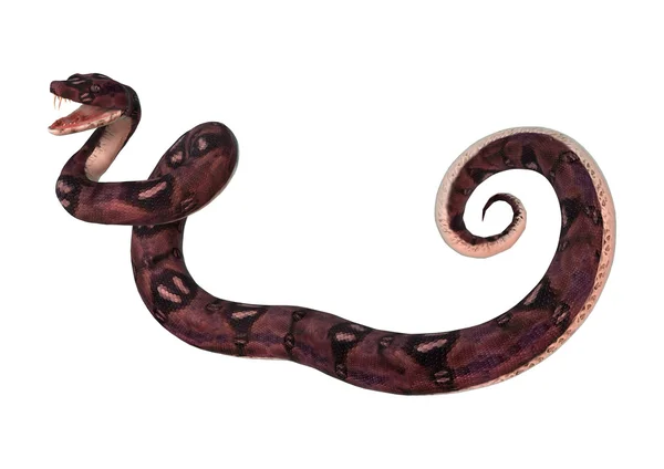 Anaconda serpente su bianco — Foto Stock
