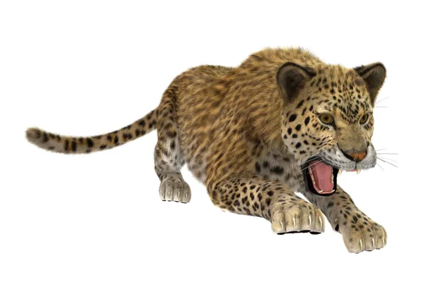 Big Cat Leopard — Zdjęcie stockowe