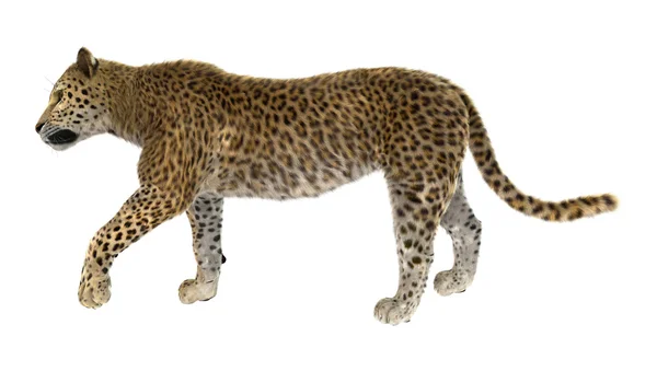 Big Cat Leopard — Zdjęcie stockowe