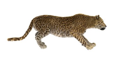 Büyük kedi leopar