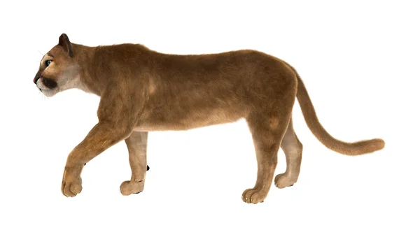 Великі кішки Puma — стокове фото