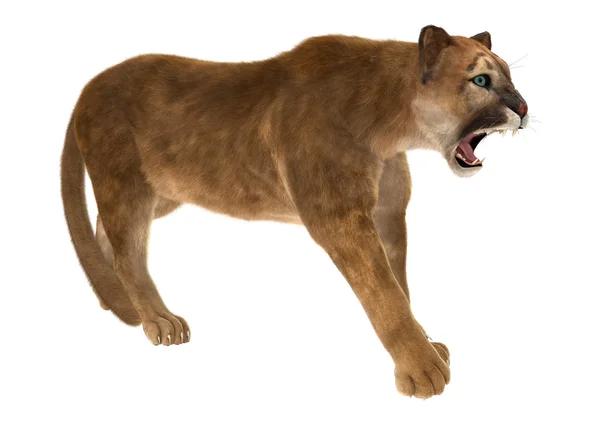 Big Cat Puma — Stock Photo, Image