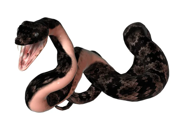 화이트에 cottonmouth 뱀 — 스톡 사진