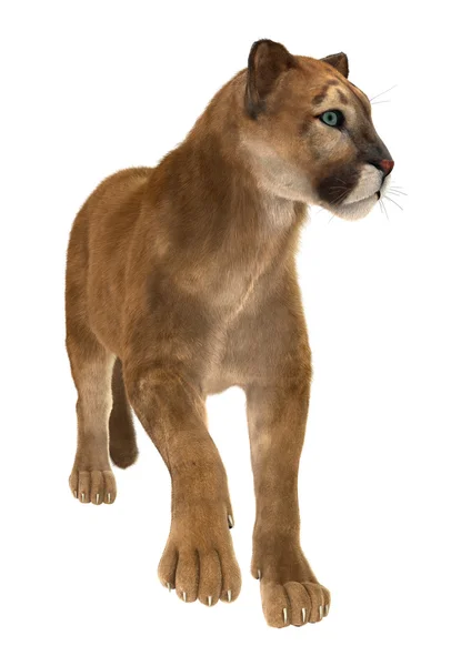 大猫美洲狮 — 图库照片