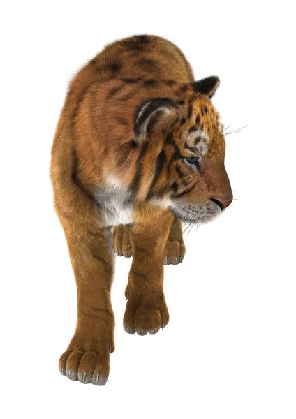Wielki kot Tiger — Zdjęcie stockowe