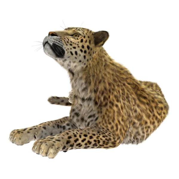 Grande gatto leopardo — Foto Stock