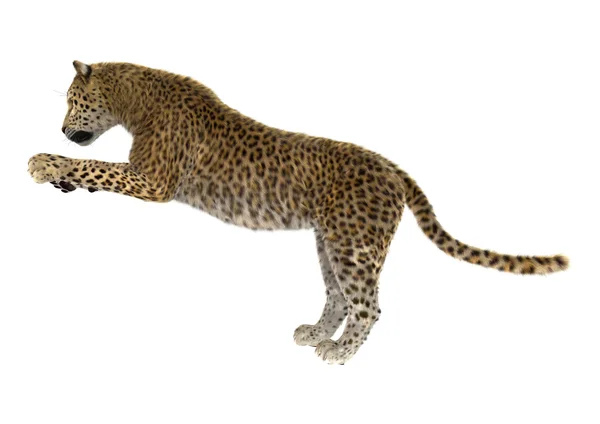 Großkatze Leopard — Stockfoto