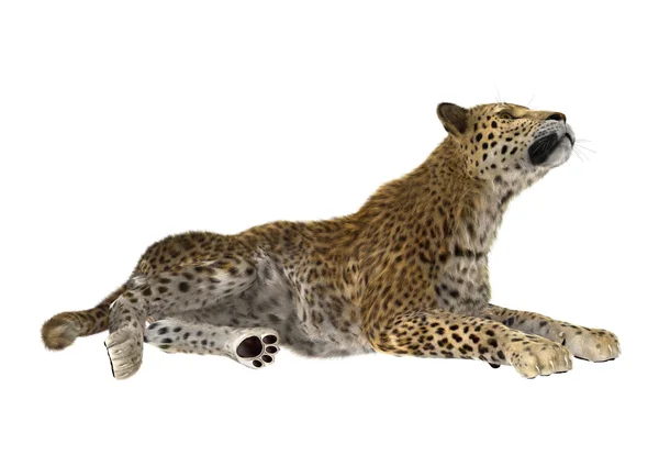 Großkatze Leopard — Stockfoto