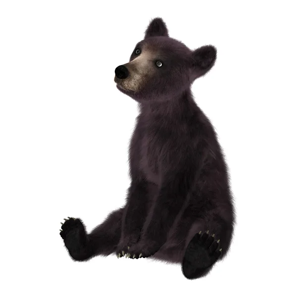 Svarta björnen cub — Stockfoto