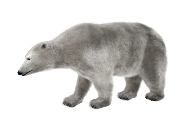 Orso polare su bianco — Foto Stock