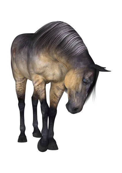 Grulla Horse on White — Stock Photo, Image