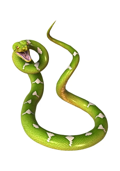 Groene boom Python op wit — Stockfoto